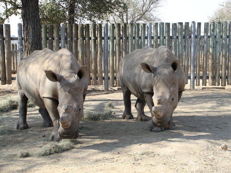 Tracking change: rhino project empowers young people to write a ‘new chapter’ in SA’s conservation story