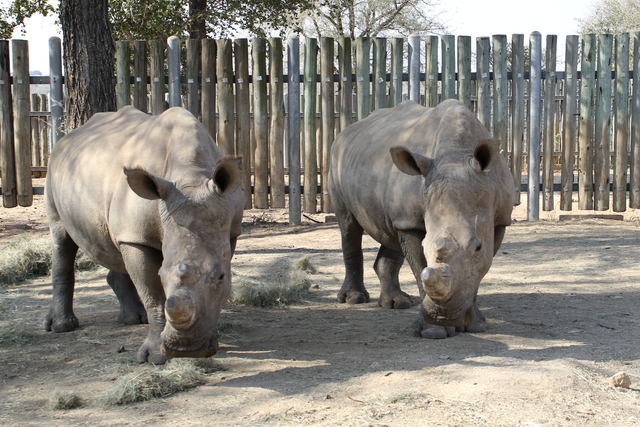 Tracking change: rhino project empowers young people to write a ‘new chapter’ in SA’s conservation story