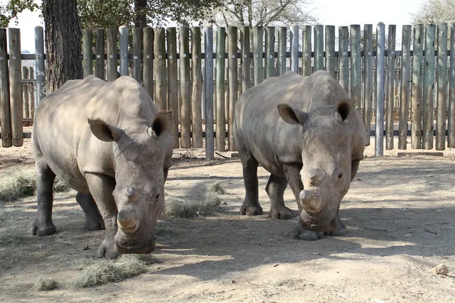 Tracking change: rhino project empowers young people to write a ‘new chapter’ in SA’s conservation story