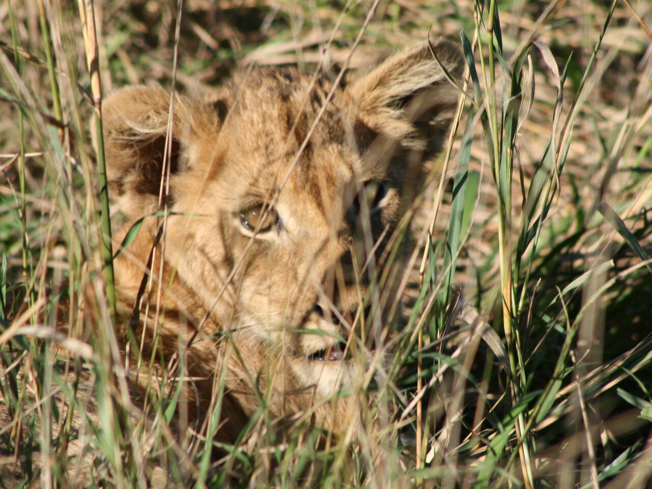 Londolozi, South Africa
